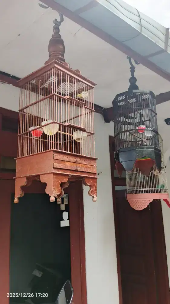 Jual cepat 2 burung pleci dan kolibri