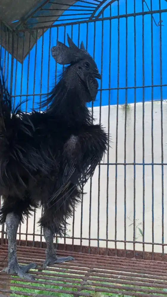 AYAM CEMANI BULU WALIK