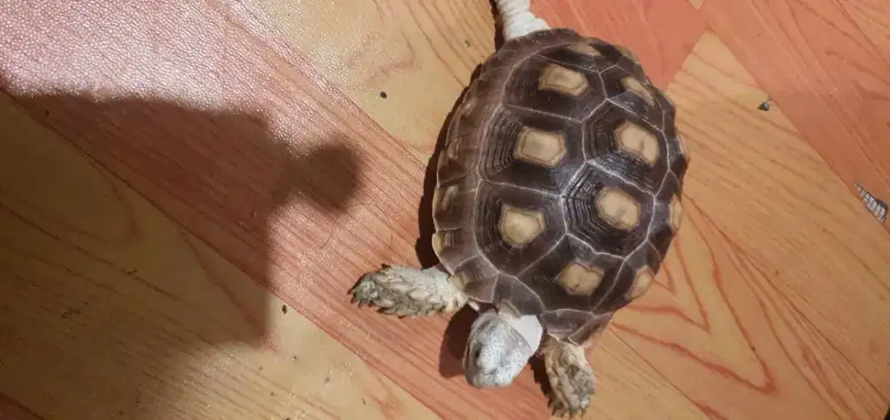 Sulcata kura kura darat