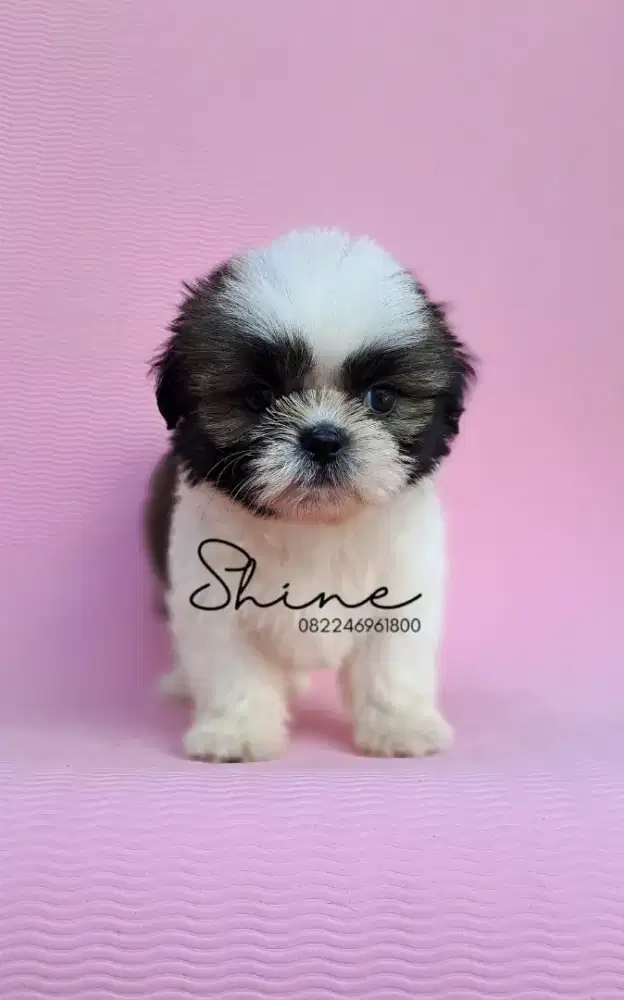 anjing mini shihtzu jantan usia 1.5 bln super gemoy