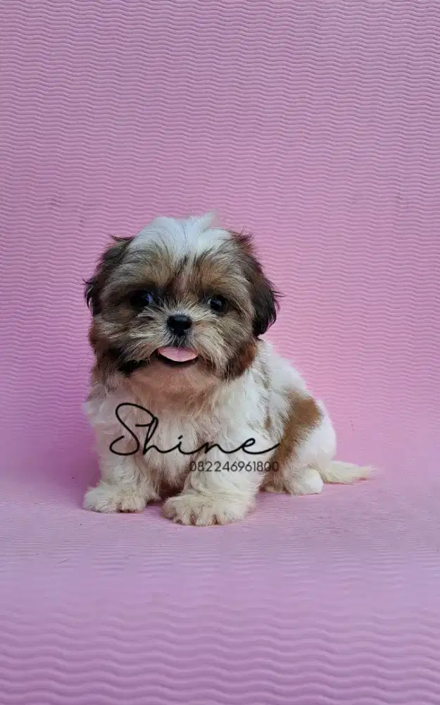 anjing mini shihtzu jantan usia 1.5 bln aktif lincah lucu