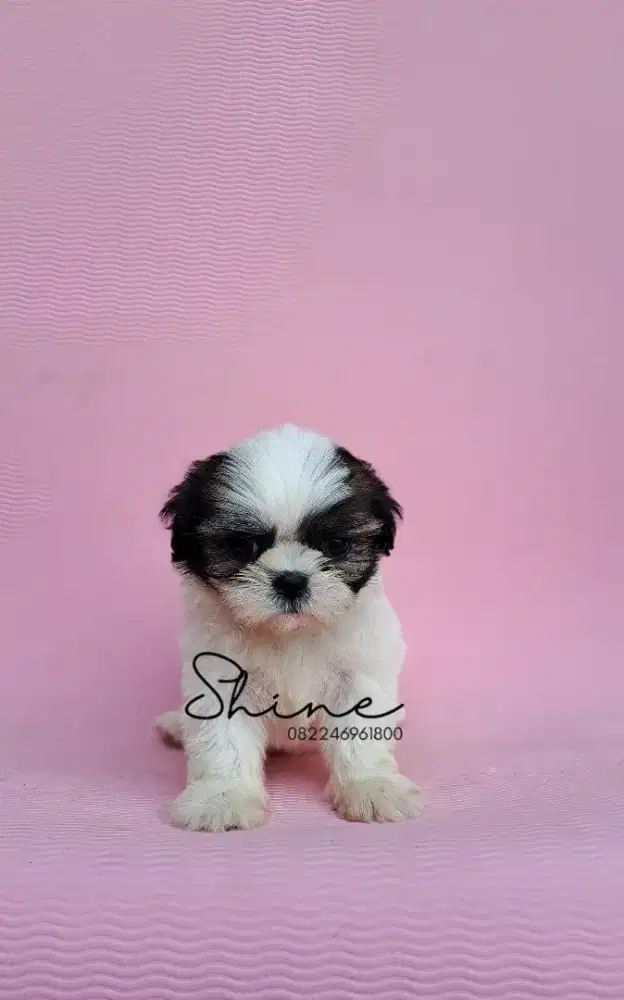anjing mini shihtzu jantan usia 1.5 bln sehat dan terawat