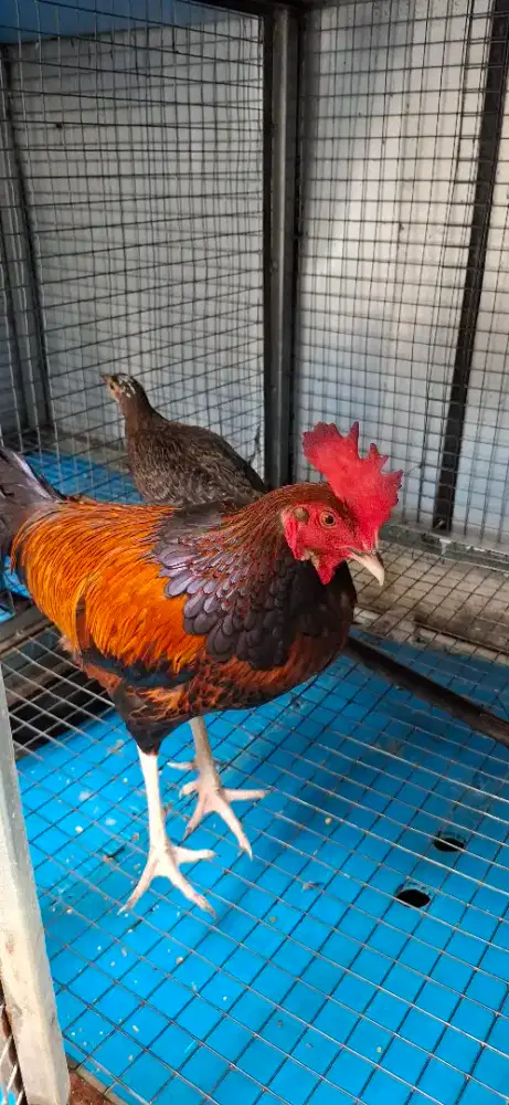 Sepasang ayam bekisar