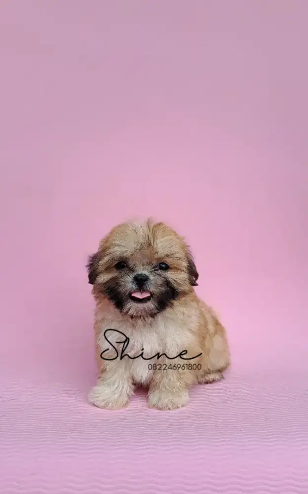anjing mini shihtzu jantan usia 1.5 bln