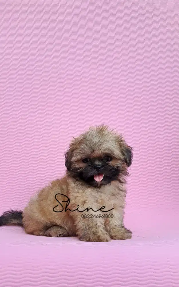 anjing mini shihtzu betina usia 1.5 bln super gemoy