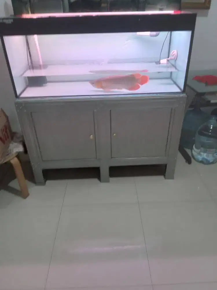 Dijual Arwana cantik