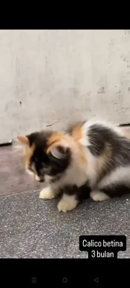 Calico, betina 3 bulan