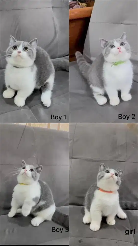 bsh munchkin bicolor blue betina jantan