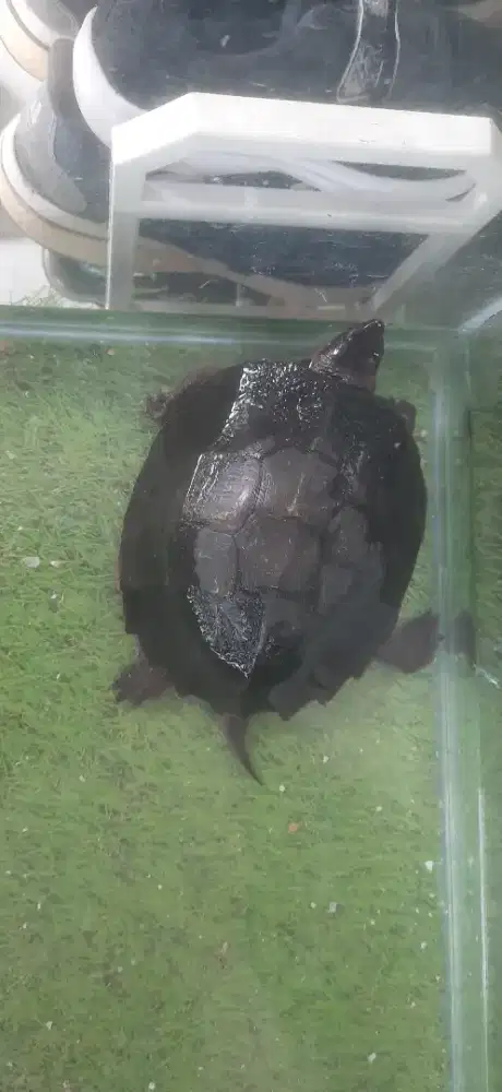 Kura kura daun/punggung berduri