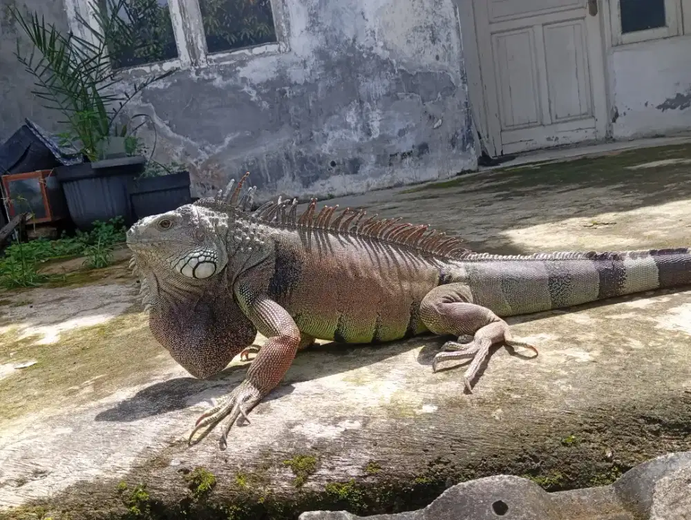iguana sepasang