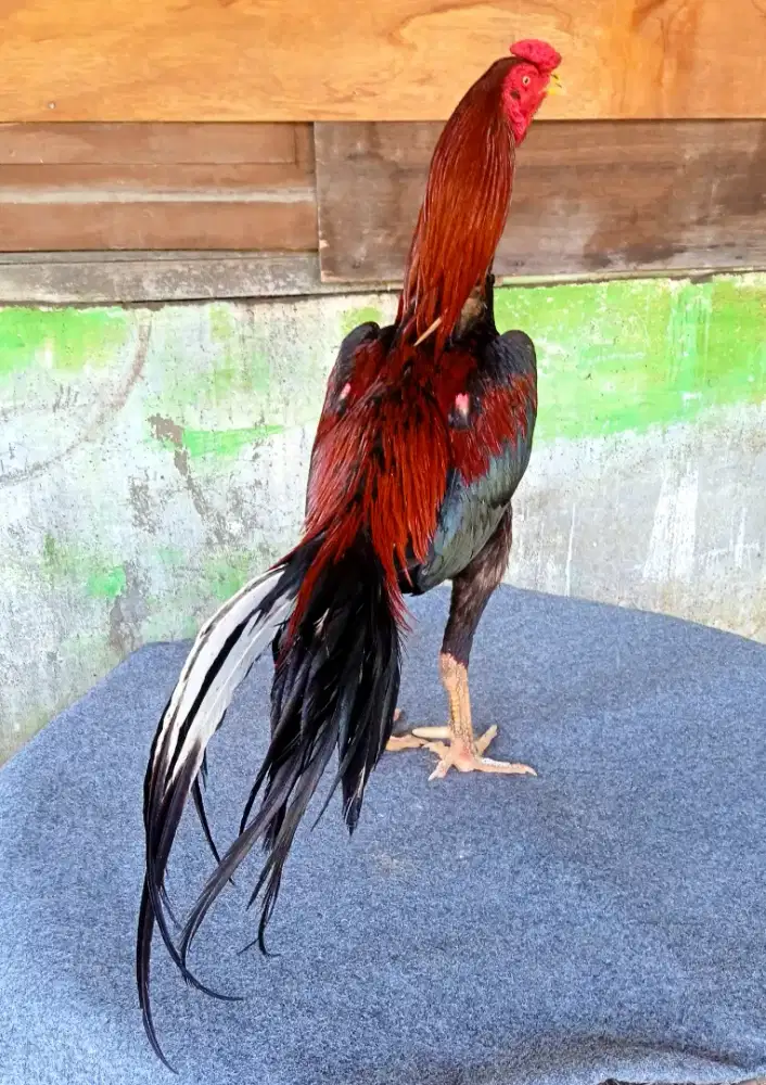 Ayam trah bangkok elid berkualitas mewah dan sangat terawat