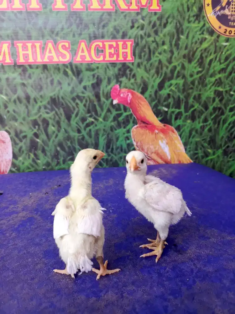 Ayam aseel parrot super