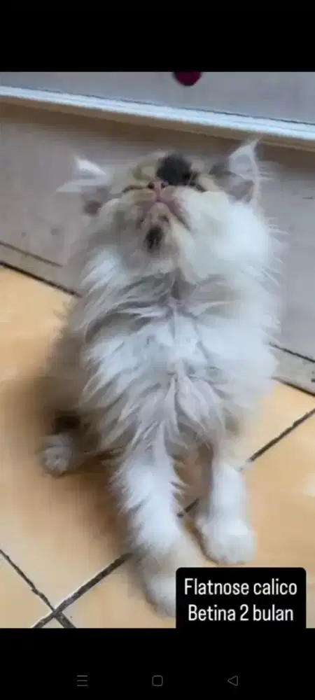 Calico, betina umur 3 bulan