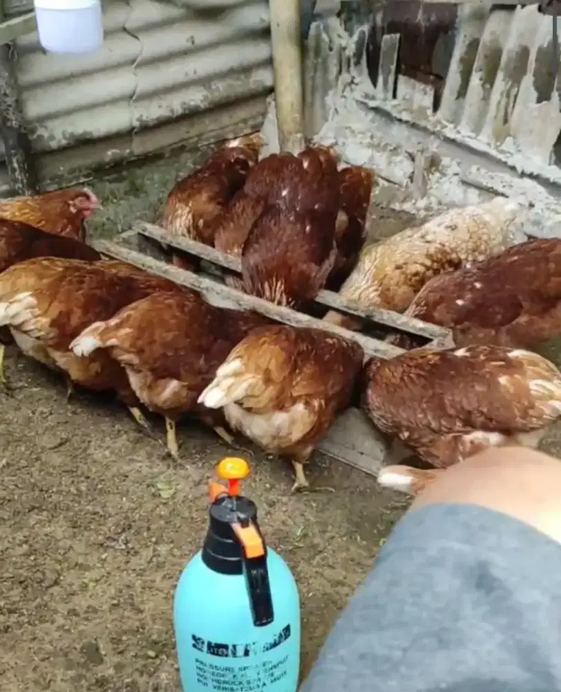 14 ekor ayam petelur usia 25 Minggu, produksi hanya dua ekor.