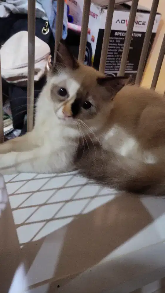 Kucing persia himalaya&himalaya shorthair