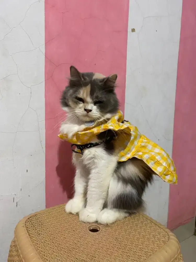 Kucing , umur 2,5 tahun