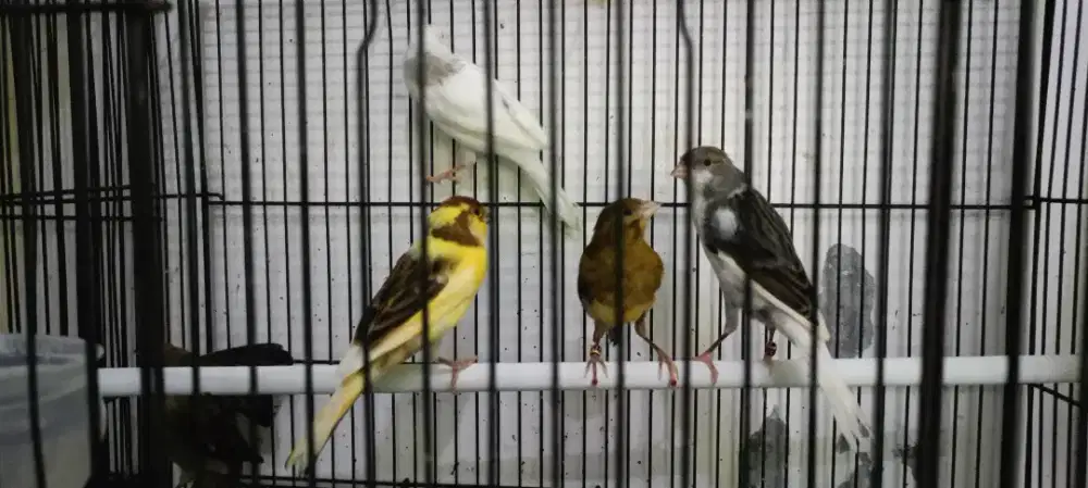 Kenari betina Af (frasmixlokal)