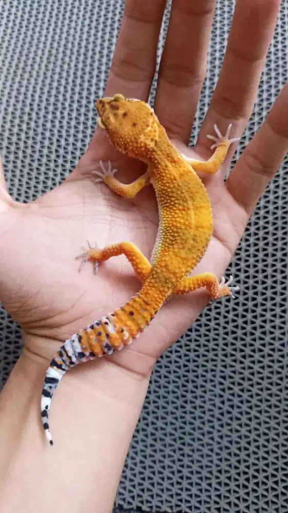 Gecko Hypo Tangerine Tomato
