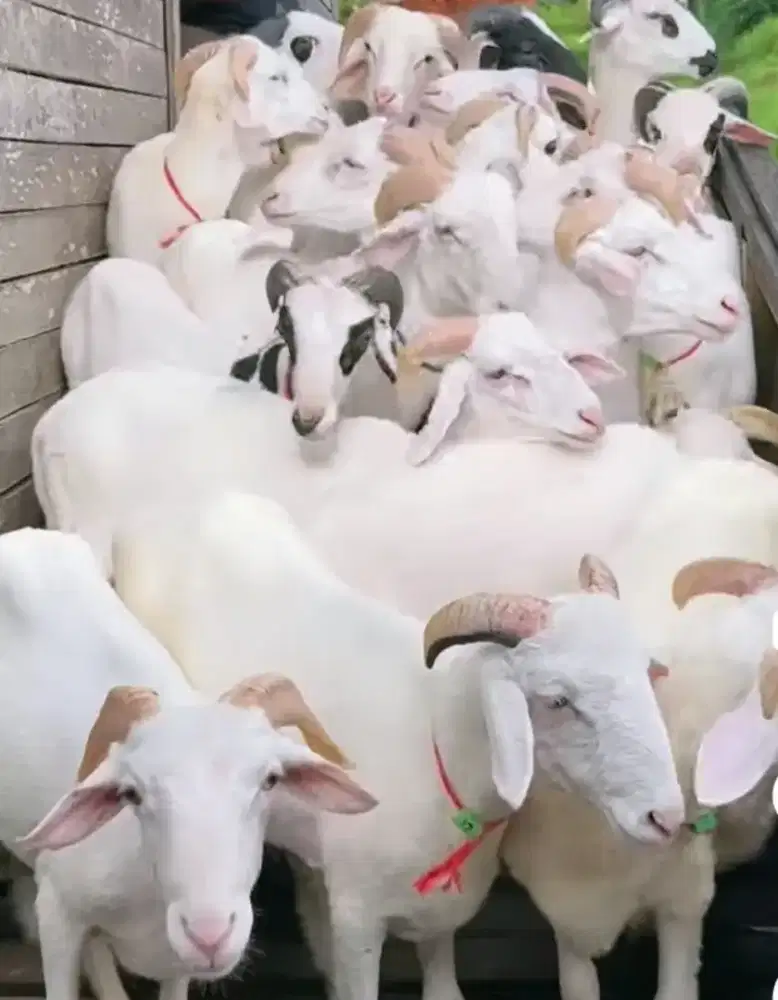 Domba aqiqah dan qurban