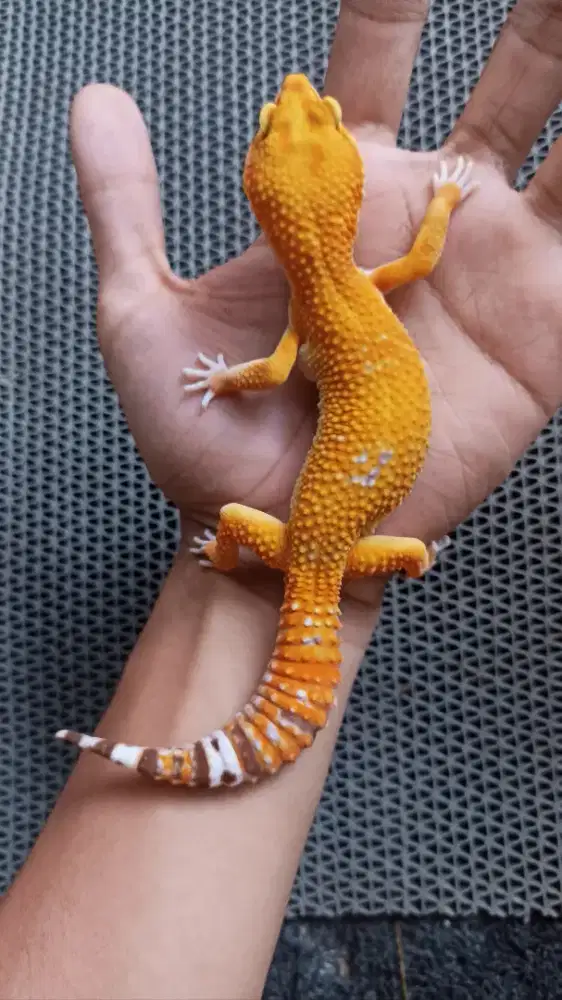 Gecko Sunspot Tomato