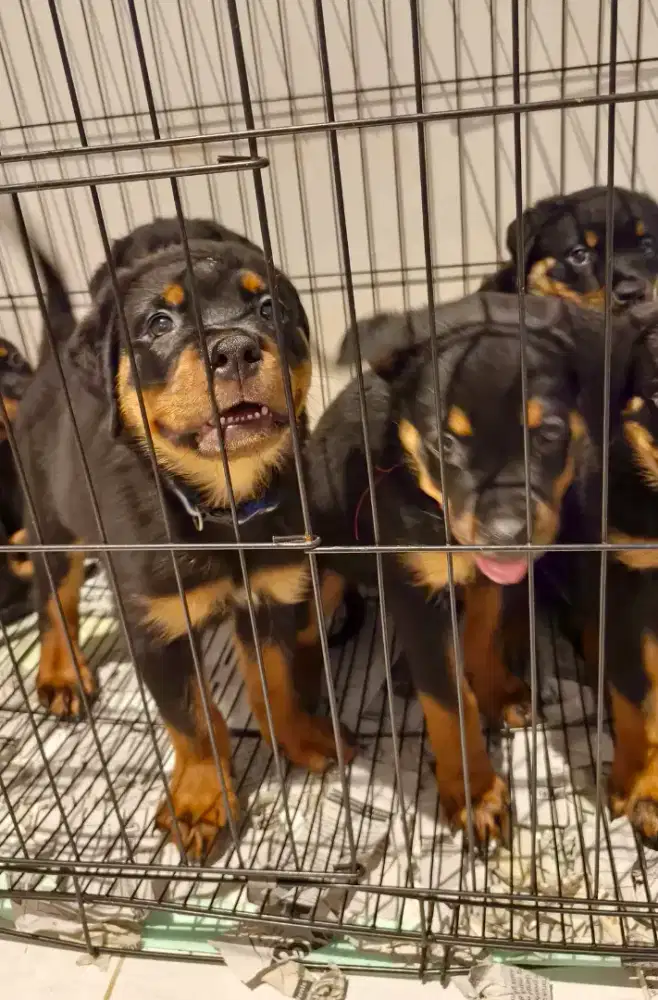 Rottweiler puppies