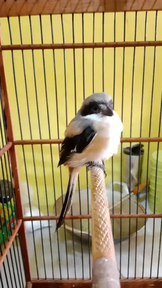 Pentet pilis bt tt ajuin aja