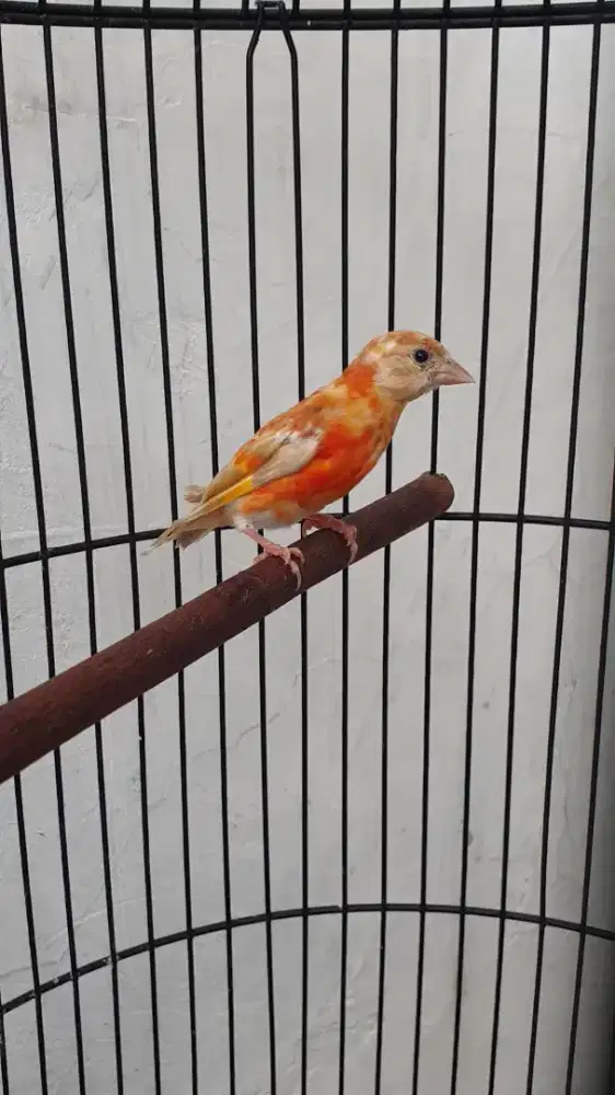 Red siskin double dilute jantan
