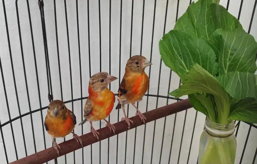 Red siskin klasik dan dilute