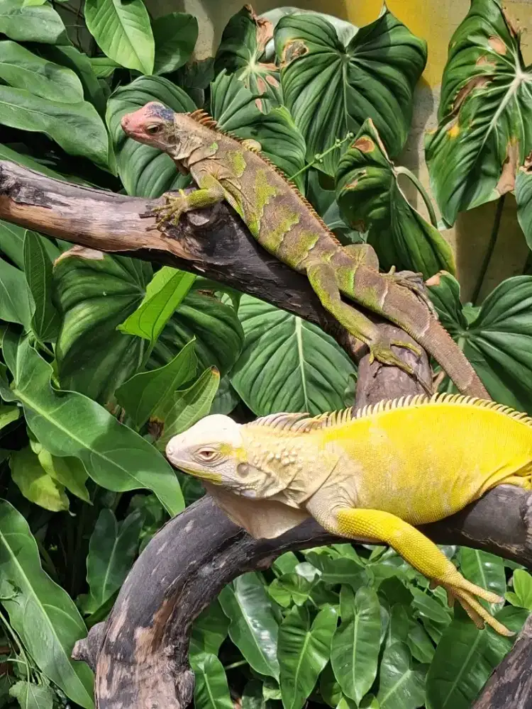 Green Albino dan Tobago red heat hypo