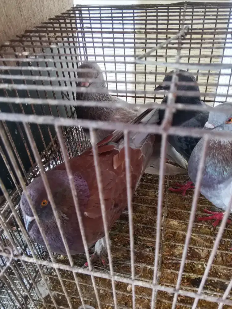 Burung dara bujangan n anak