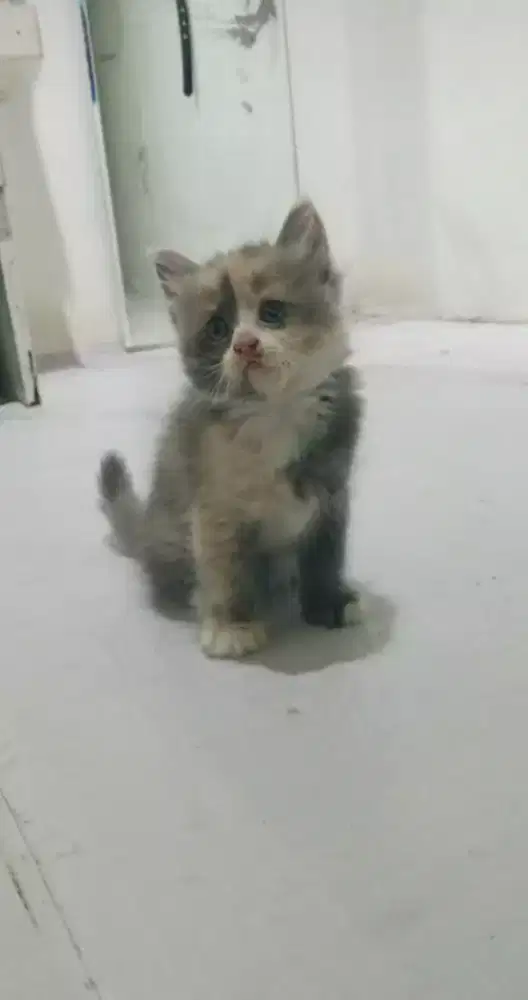 Kiteen persia betina