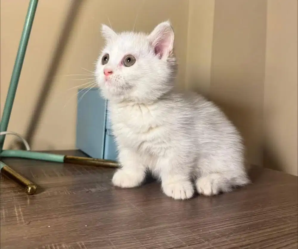 Kucing munchkin bsh british shorhair bsh