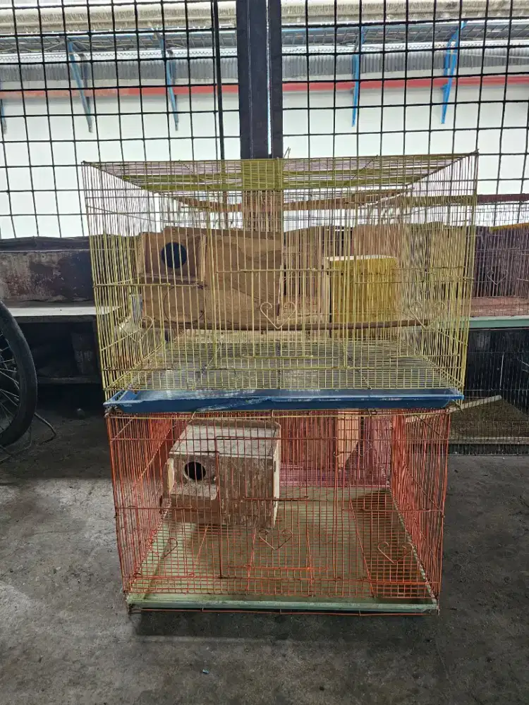 Kandang burung, lovebird, parkir,  kucing.