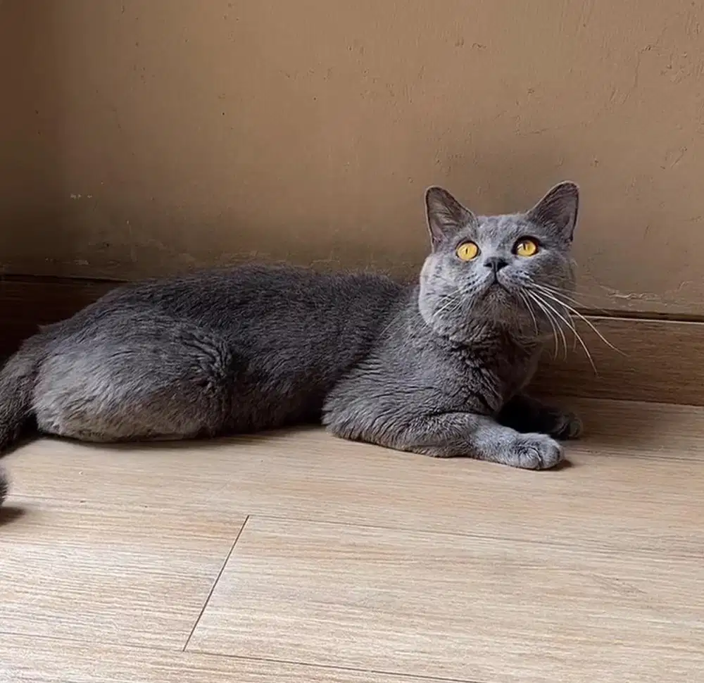 BSH Blue Solid PED WCF (abu2)