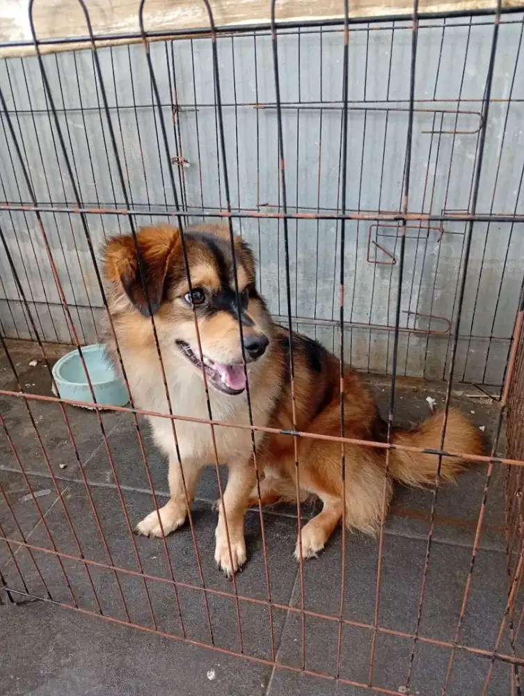 Anjing mix Pomerian Husky