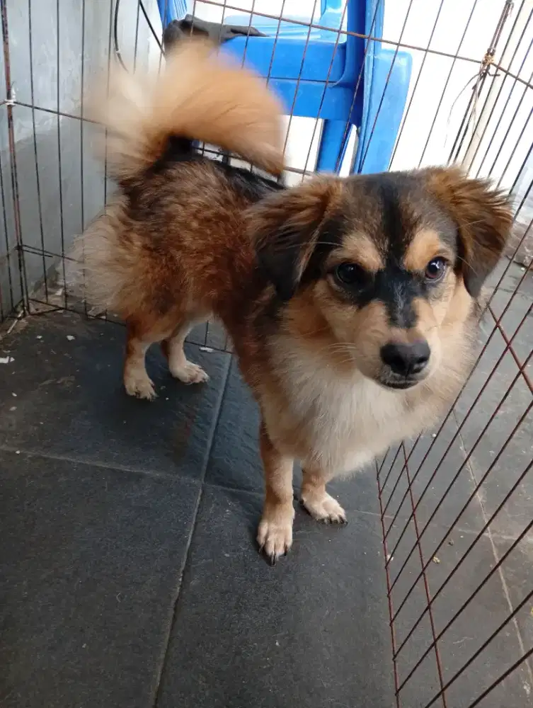 Anjing mix Pomerian Husky