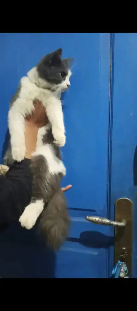 Kucing persia abu putih