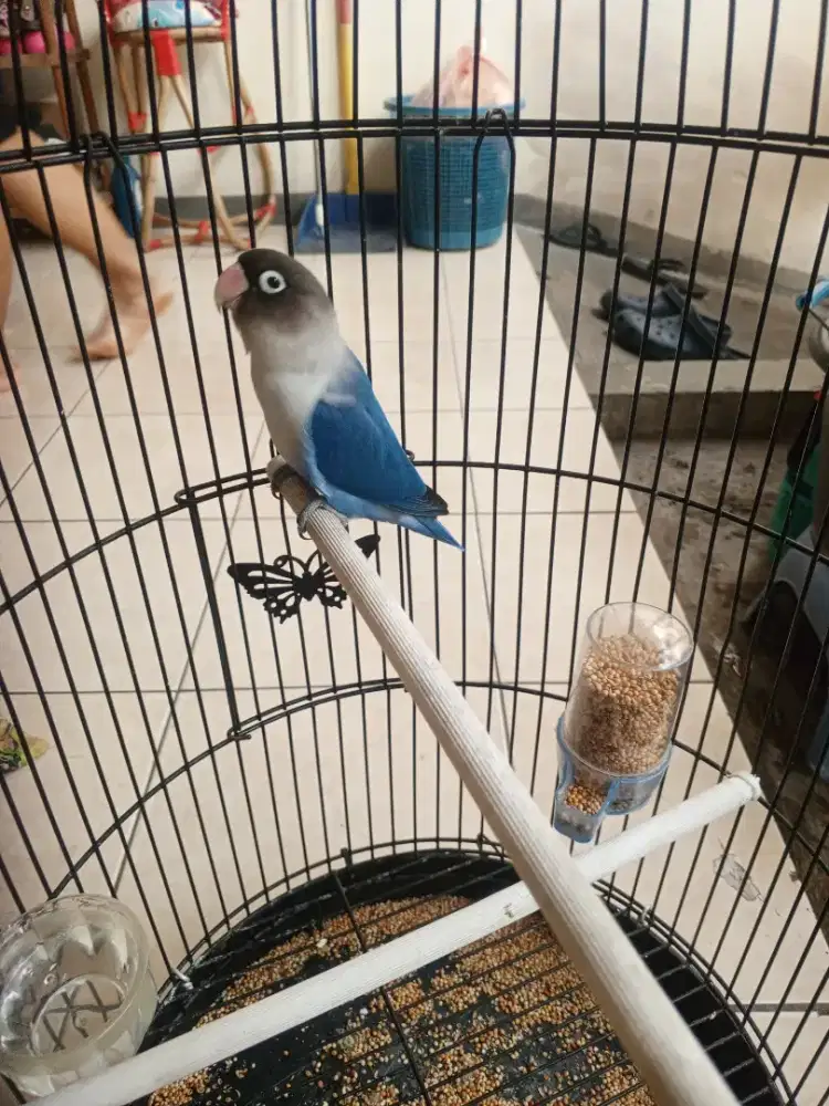 Lovebird Betina siapan