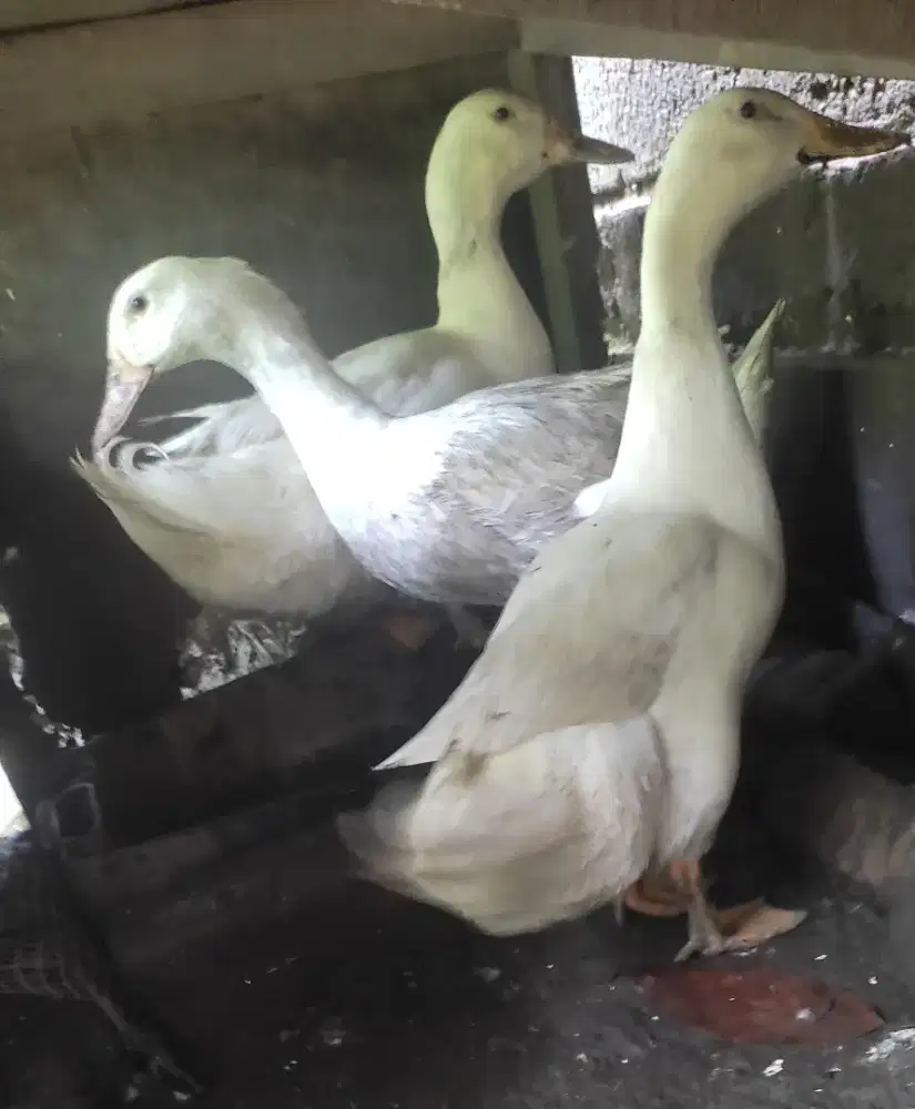 Jual bebek 3 ekor di Denpasar bali