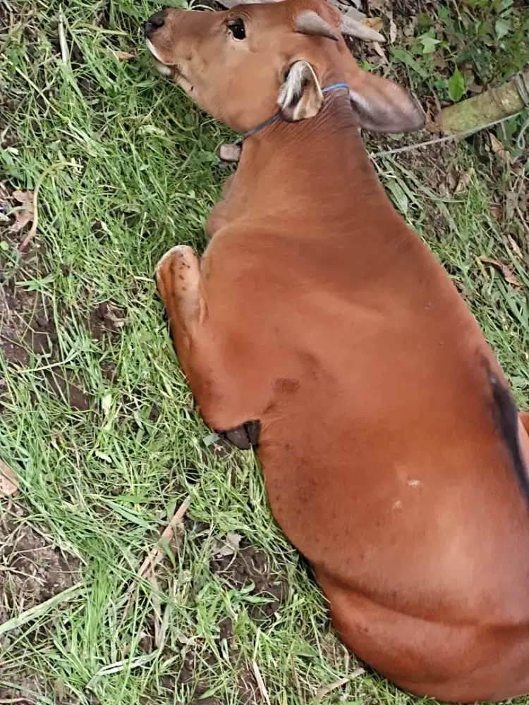 Dijual segara sapi jantan di denpasar