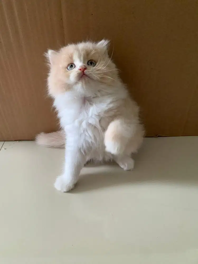Kitten bsh x persia