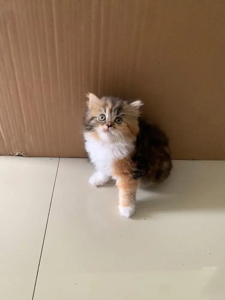 Kitten bsh x persia