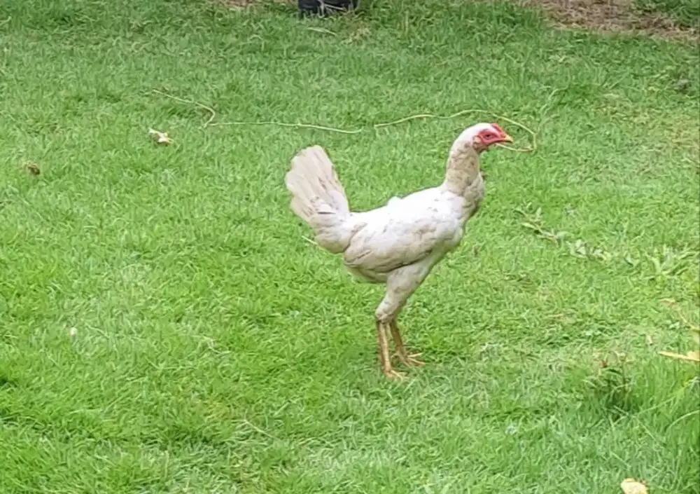 Jual ayam babon/ayam pengine