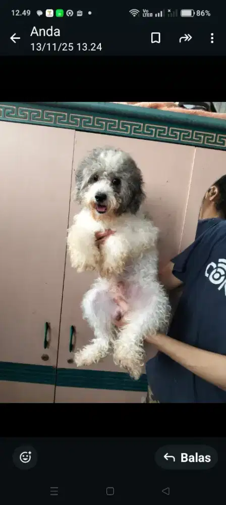 Dijual poddle party jantan