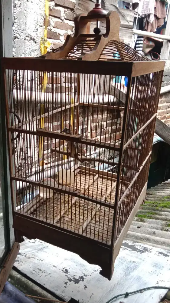 Perkutut bangkok suara bagus ful set