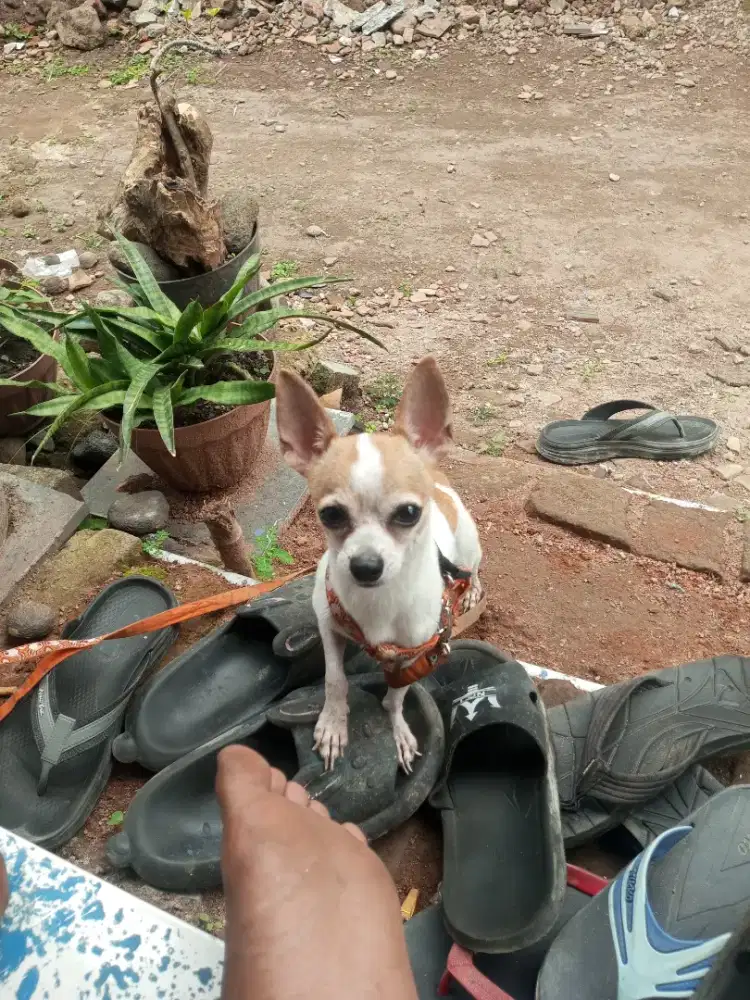 CHIHUAHUA DOG MINI