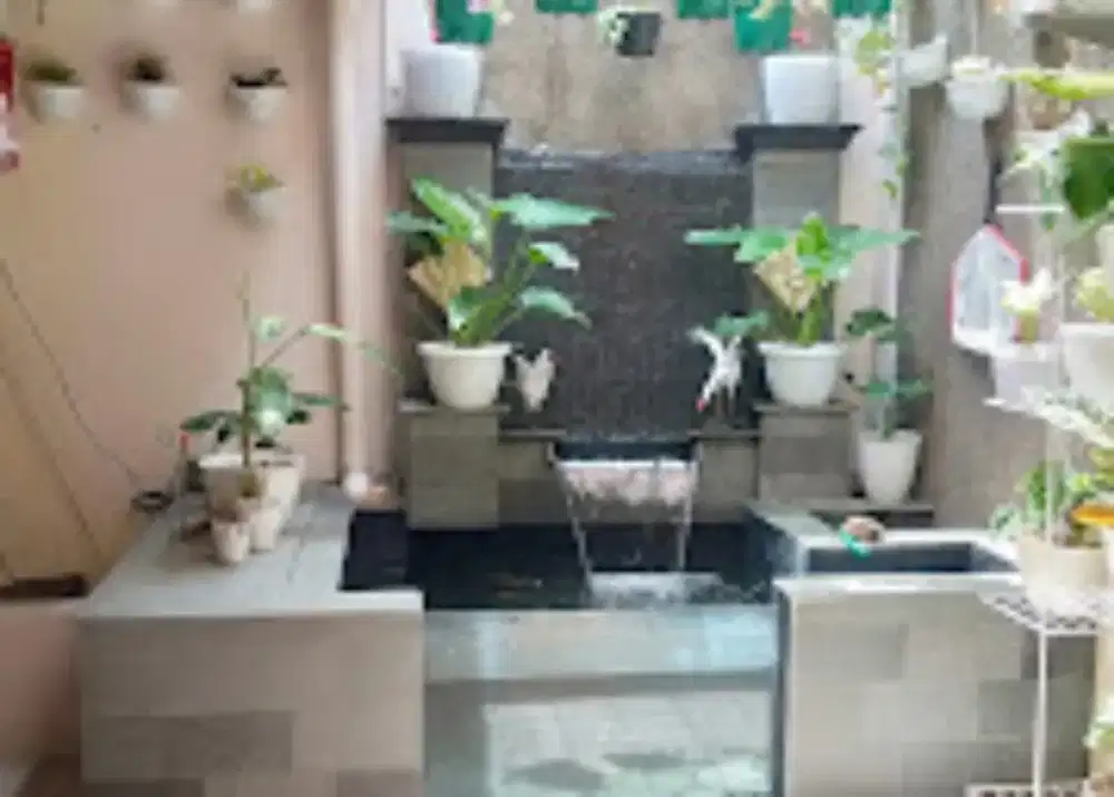 Membuat kolam ikan koi minimalis