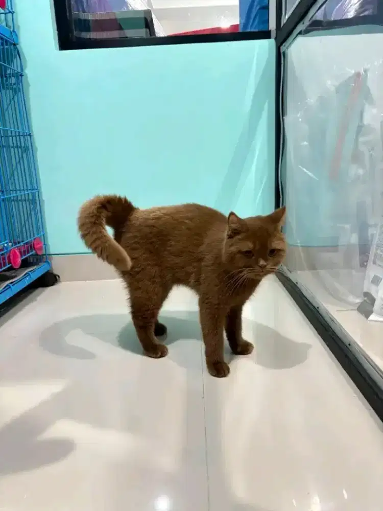 Cinamon betina 11 bulan