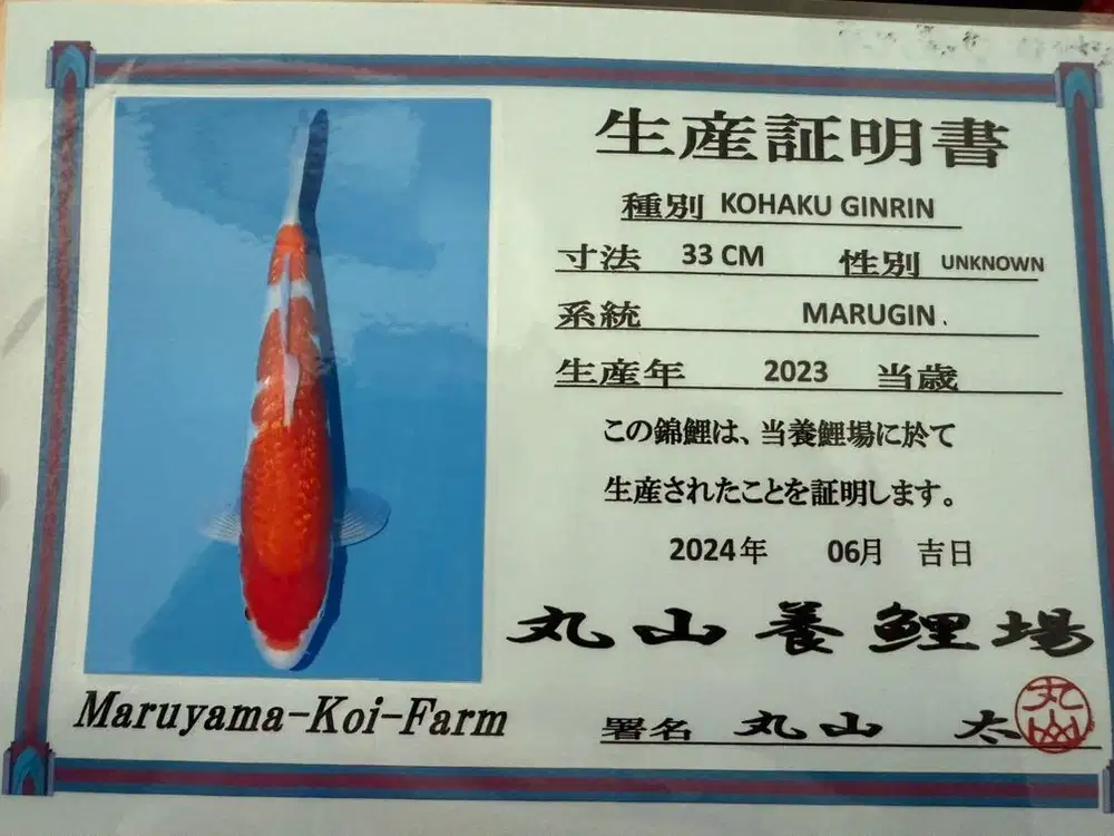 Kohaku momotaro koi Farm 45cm