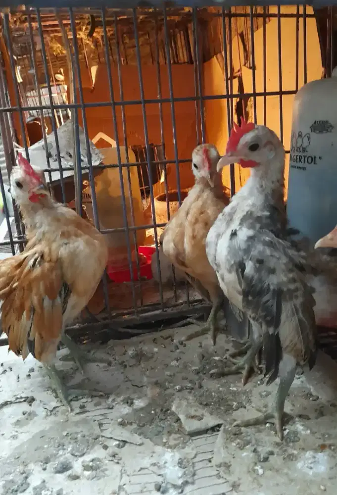 Serama remaja jantan